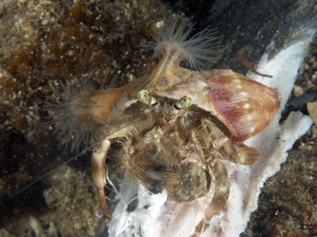 Dardanus deformis, Andrey Ryanskiy
