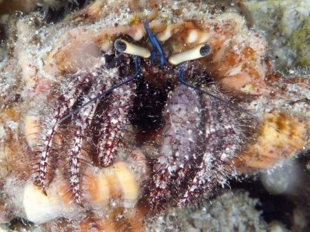 Dardanus lagopodes, Andrey Ryanskiy