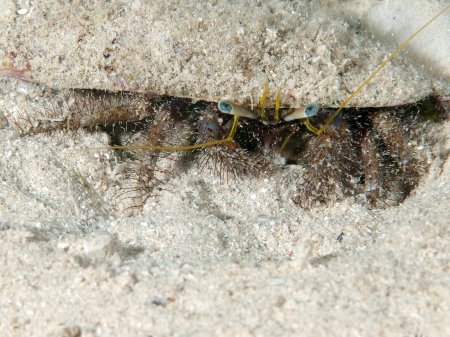 Dardanus lagopodes, Andrey Ryanskiy