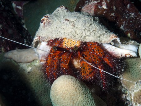 Dardanus megistos, Andrey Ryanskiy
