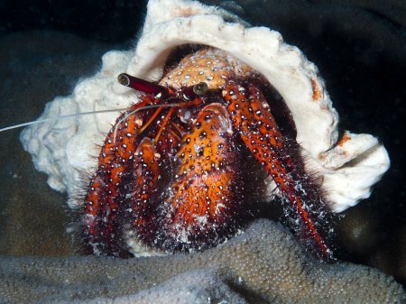 Dardanus megistos, Andrey Ryanskiy