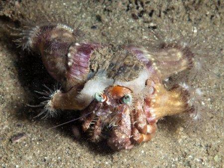 Dardanus pedunculatus, Andrey Ryanskiy