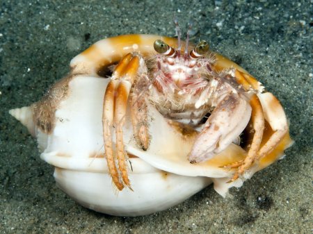 Dardanus pedunculatus, Andrey Ryanskiy