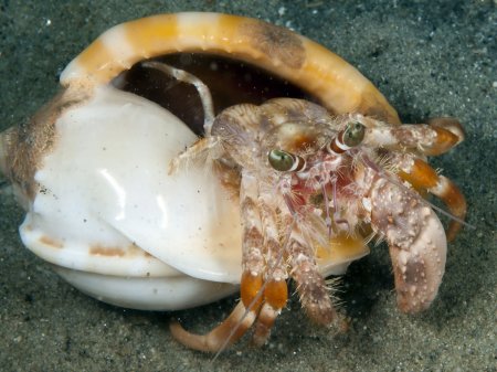 Dardanus pedunculatus, Andrey Ryanskiy