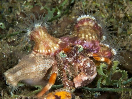 Dardanus pedunculatus, Andrey Ryanskiy