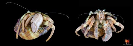 Dardanus pedunculatus, Ondřej Radosta