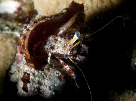 Dardanus sanguinocarpus, Andrey Ryanskiy