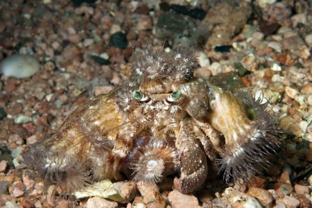 Dardanus tinctor, Andrey Ryanskiy