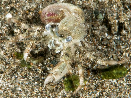 Dardanus woodmasoni, Andrey Ryanskiy