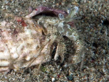 Dardanus woodmasoni, Andrey Ryanskiy