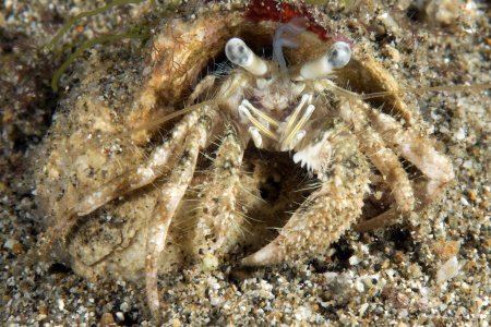 Dardanus woodmasoni, Andrey Ryanskiy