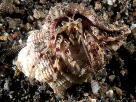 Diogenes leptocerus, Andrey Ryanskiy