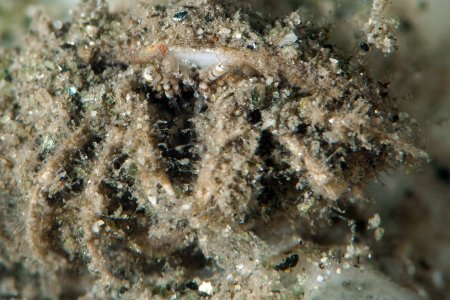 Diogenes pallescens, Andrey Ryanskiy