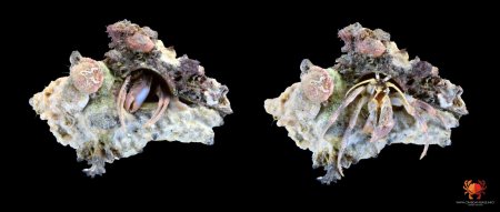 Diogenes planimanus, Ondřej Radosta