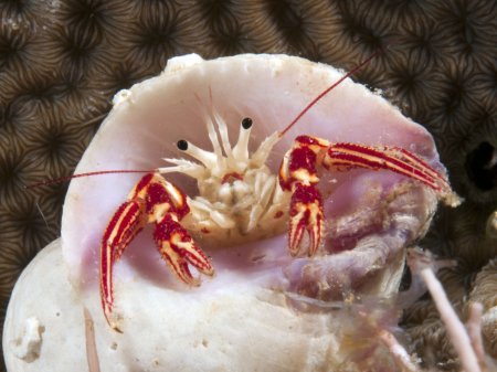 Paguristes jalur, Andrey Ryanskiy