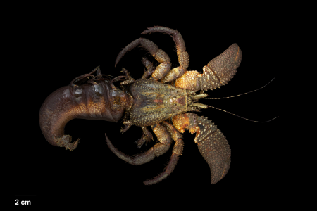 Petrochirus diogenes, Bruno Ogata