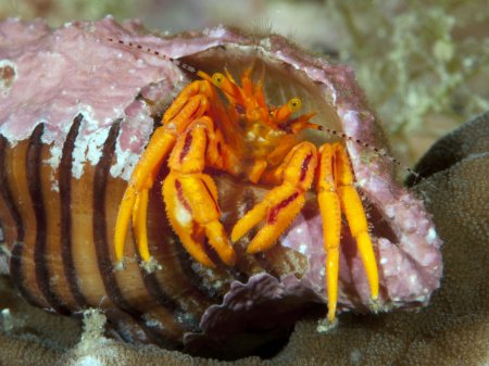 Pseudopaguristes kuekenthali, Andrey Ryanskiy