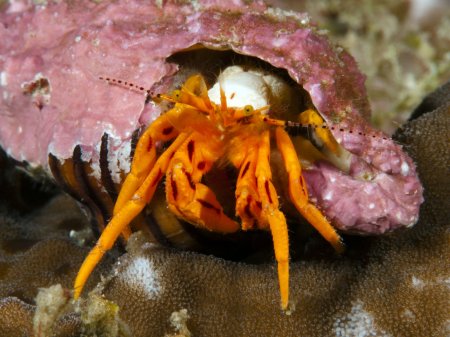 Pseudopaguristes kuekenthali, Andrey Ryanskiy