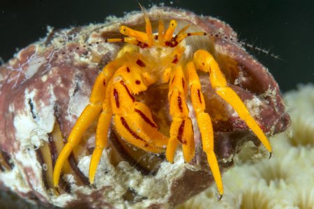 Pseudopaguristes kuekenthali, Andrey Ryanskiy