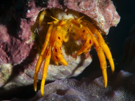 Pseudopaguristes kuekenthali, Andrey Ryanskiy