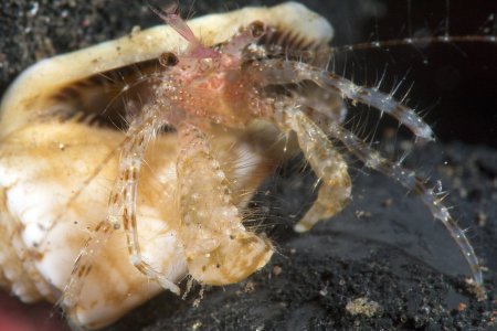 Anapagrides reesei, Andrey Ryanskiy