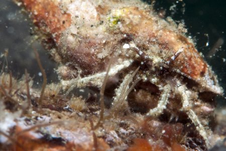 Micropagurus polynesiensis, Andrey Ryanskiy