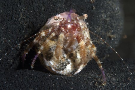 Nematopagurus gardineri, Andrey Ryanskiy