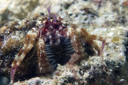 Nematopagurus gardineri, Andrey Ryanskiy