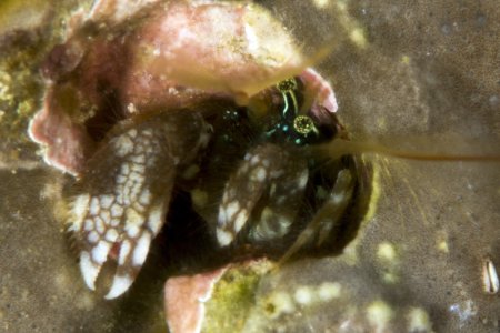 Paguritta harmsi, Andrey Ryanskiy