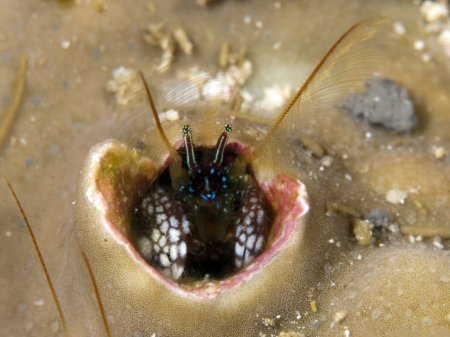 Paguritta morgani, Andrey Ryanskiy