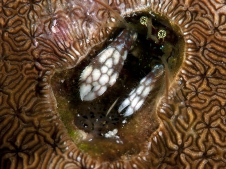 Paguritta morgani, Andrey Ryanskiy