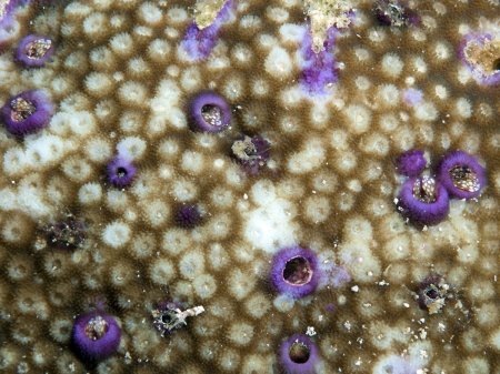 Paguritta scottae, Andrey Ryanskiy