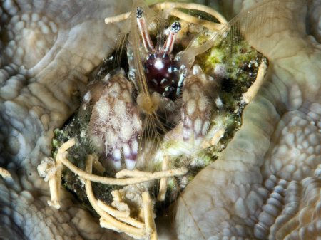 Paguritta scottae, Andrey Ryanskiy