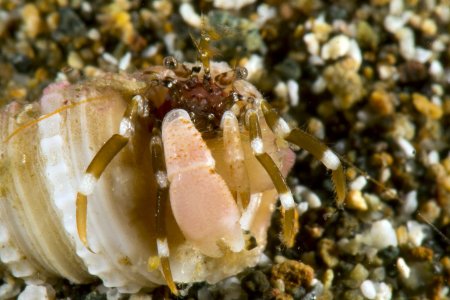 Pagurixus fasciatus, Andrey Ryanskiy