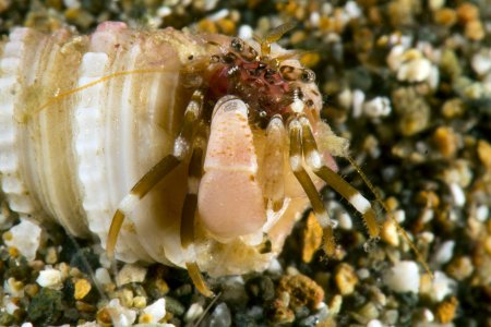 Pagurixus fasciatus, Andrey Ryanskiy