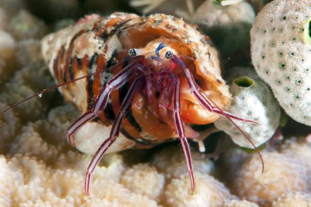 Pagurixus purpureus, Andrey Ryanskiy
