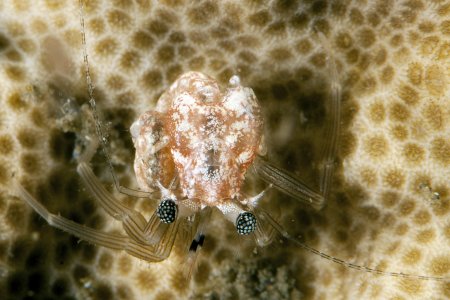 Pagurixus rubrovittatus, Andrey Ryanskiy