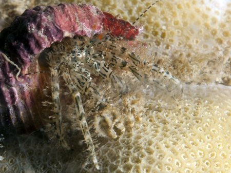 Pagurus decimbranchiae, Andrey Ryanskiy