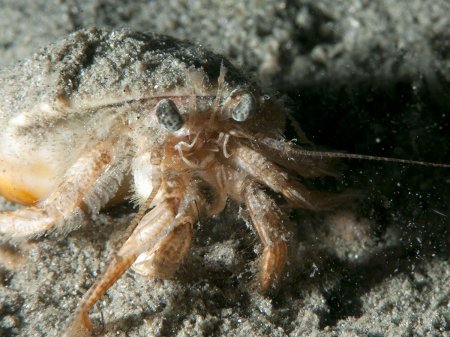 Pagurus gracilipes, Andrey Ryanskiy