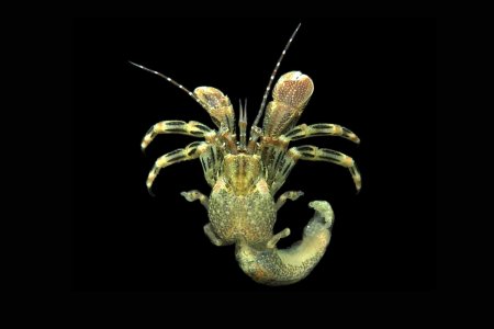 Pagurus kulkarnii, Mos Nattapat