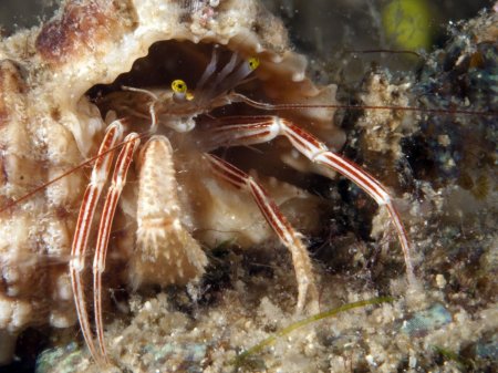 Pylopaguropsis fimbriata, Andrey Ryanskiy