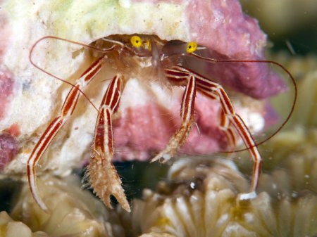 Pylopaguropsis fimbriata, Andrey Ryanskiy
