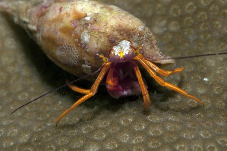 Pylopaguropsis speciosa, Andrey Ryanskiy