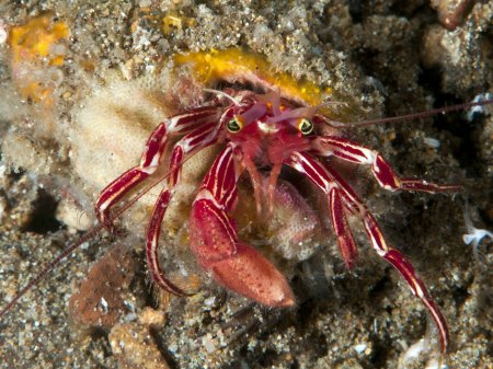 Pylopaguropsis zebra, Andrey Ryanskiy