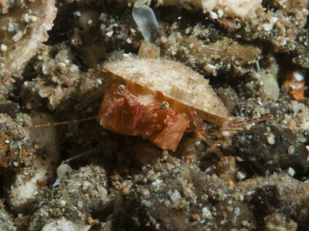 Solitariopagurus trullirostris, Andrey Ryanskiy