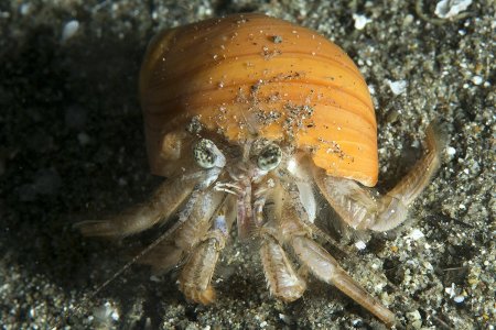 Spiropagurus spiriger, Andrey Ryanskiy