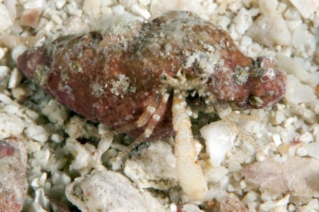 Turleania saliens, Andrey Ryanskiy