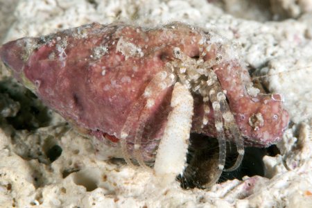 Turleania saliens, Andrey Ryanskiy