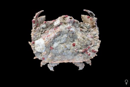 Aethra scruposa, Ondřej Radosta