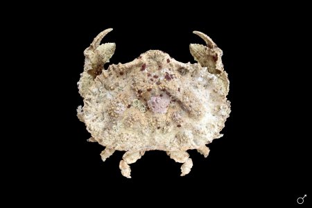 Aethra scruposa, Ondřej Radosta